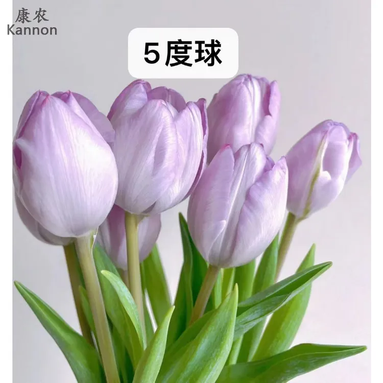 进口郁金香种球5度球全部都可以种植春节开花多年生球根水培土培
