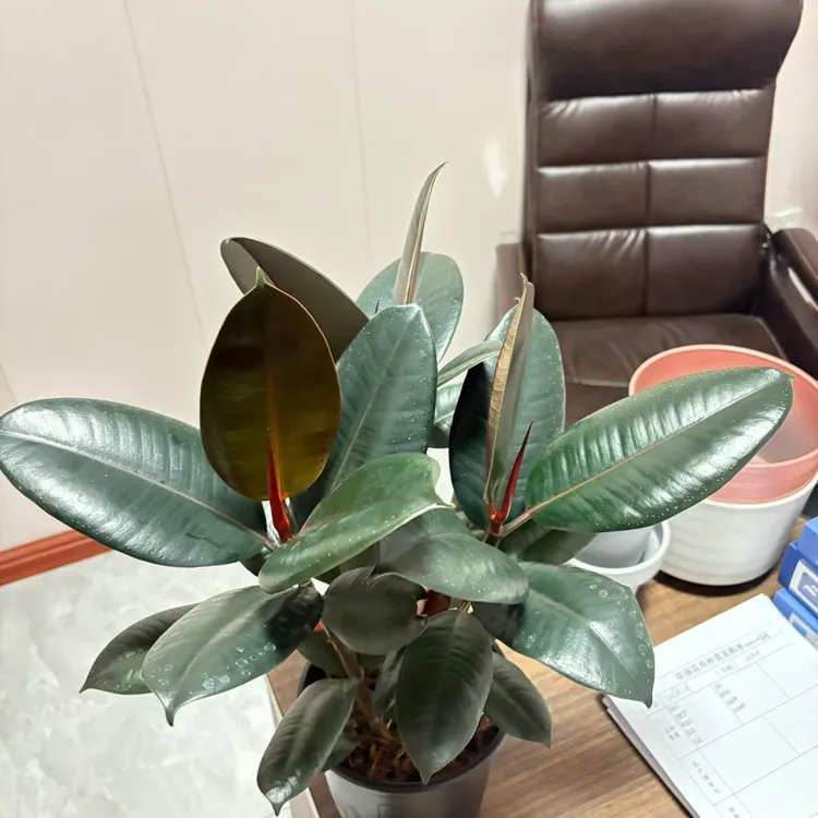 橡皮树盆栽花卉可净化空气适合植物客厅办公室的四季绿植黑金刚