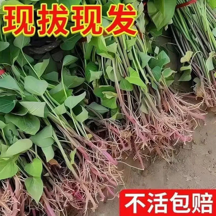 山东烟薯25号红薯苗假一赔十带跟易成活脱毒高产苗地瓜红薯秧苗