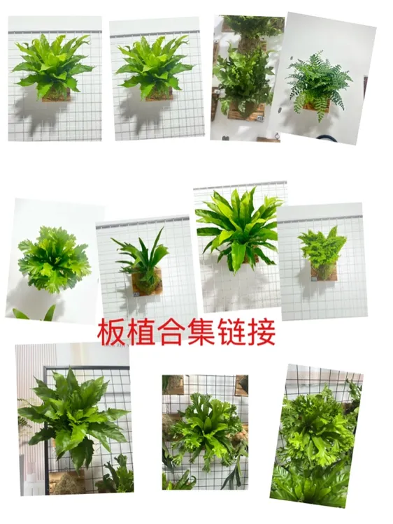 板植蕨类植物合集链接