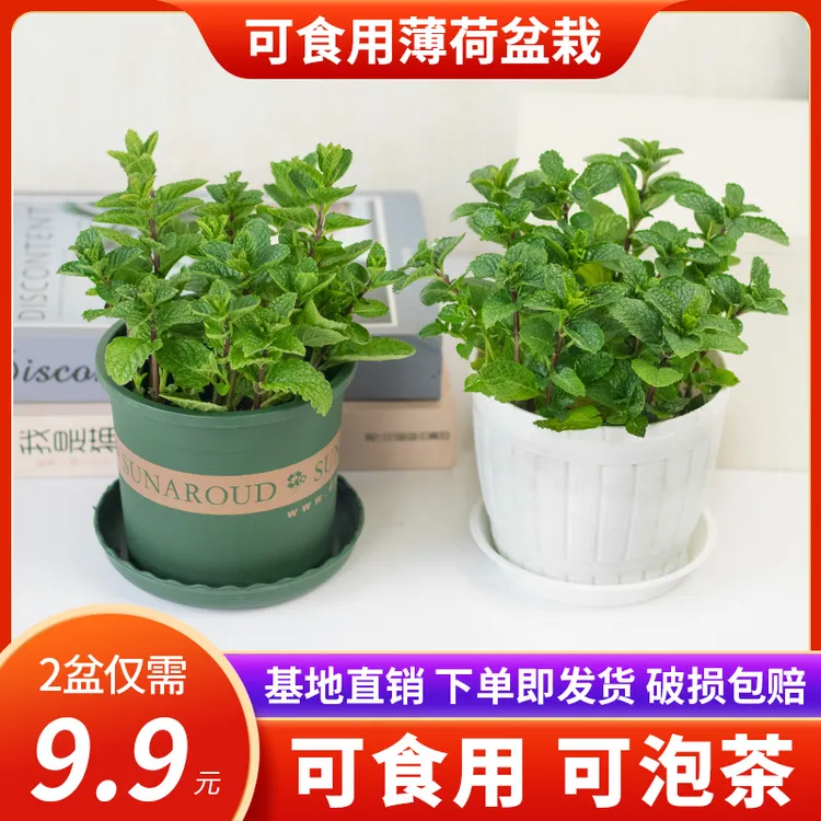 薄荷盆栽提神净化空气卧室阳台好养驱蚊植物绿植盆栽室内