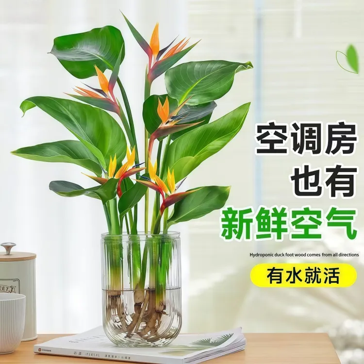天堂鸟绿植大盆栽懒人大型绿植植物客厅室内新房除甲醛鹤望兰盆栽