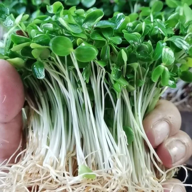 香椿苗基地顺丰发货新鲜摆盘装饰当天现摘当季蔬菜