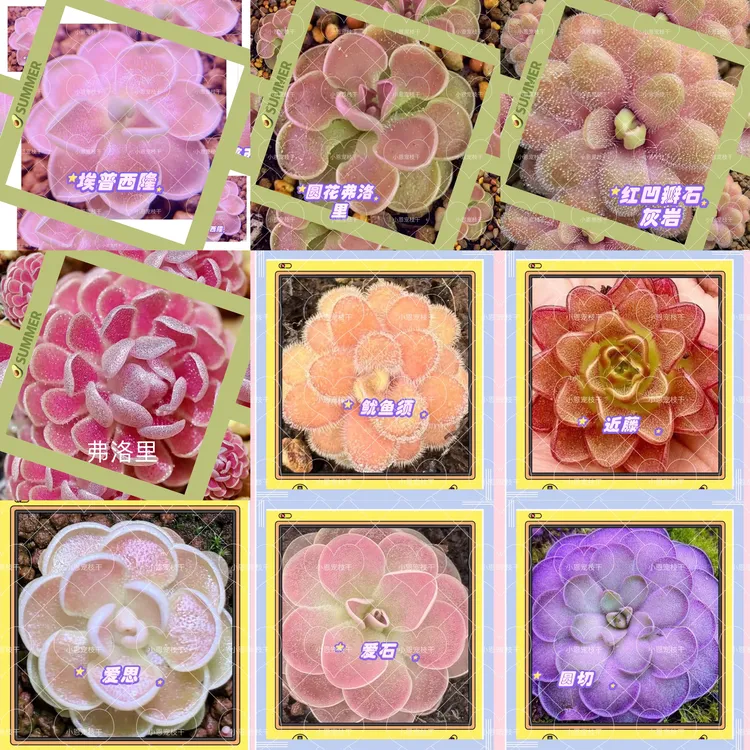 食虫植物捕虫堇叶插叶片(图片是长大后的状态图供参考)