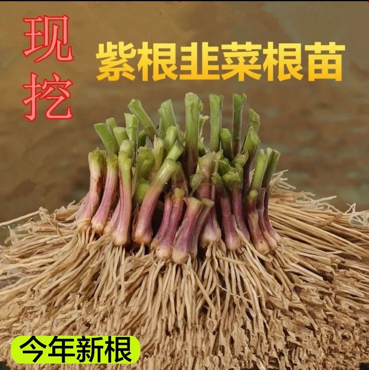 产地直发今年新茬红根宽叶韭菜根耐热耐寒四季可种室内阳台小院可商品图