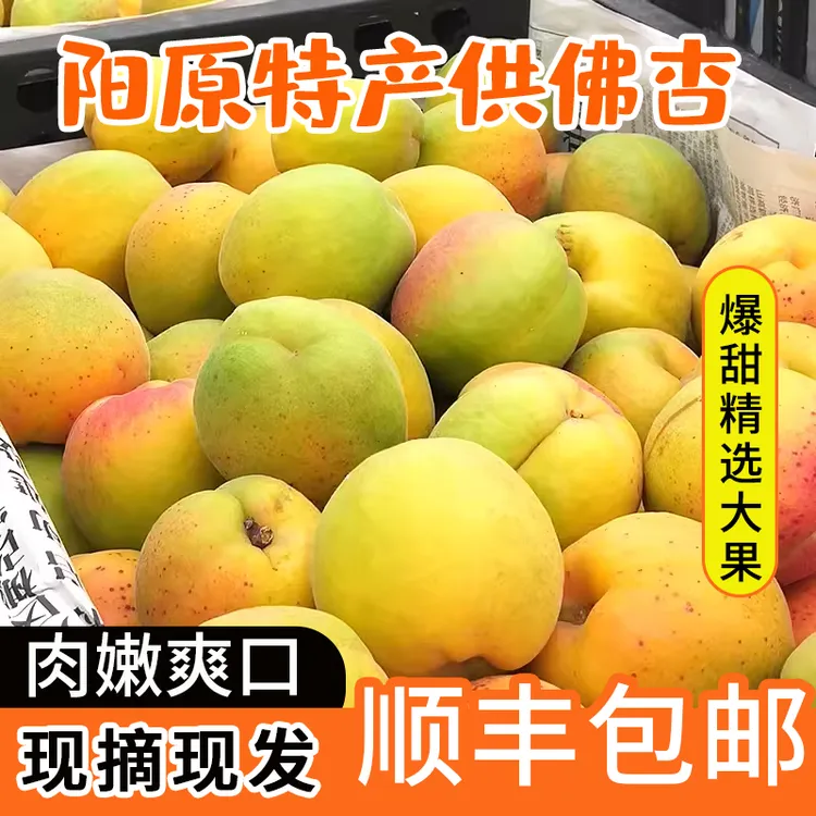 【顺丰包邮 村长专属链接】阳原新鲜供佛杏礼盒装酸甜口感