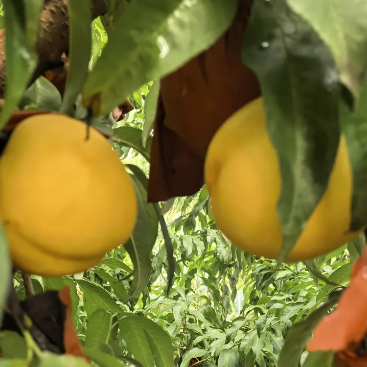 小虎农场-中油8号黄油桃3斤，5斤装，7斤装 不保脆