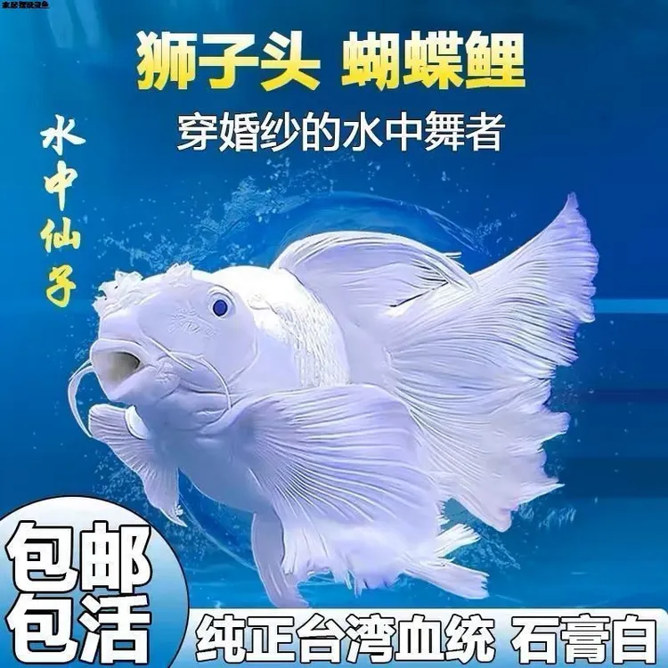 观赏鱼蝴蝶鲤小鱼耐活活体短身球体金鱼锦鲤白色纯种鲤鱼耐活活体