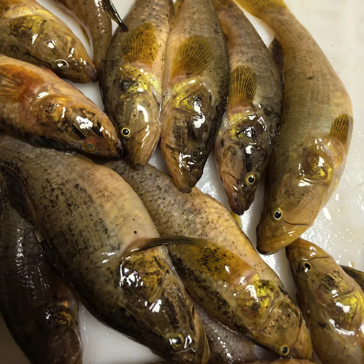 （鱼鳞会氧化变黑，介意勿拍）纯野生中大号老头鱼4斤