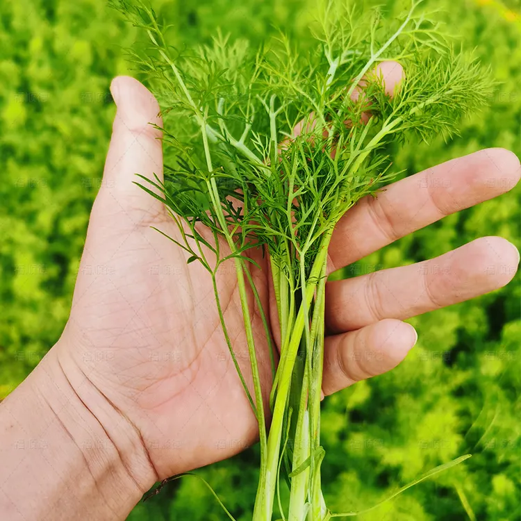 济蔬割茬茴香 茴香种子