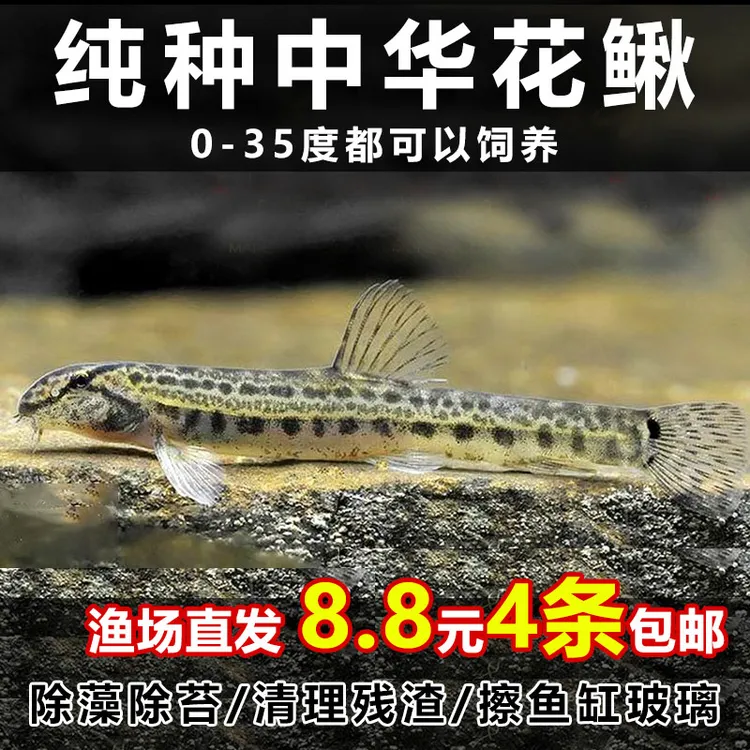 中华花鳅鱼冷水清洁鱼清道夫原生鱼鱼缸清洁工吸沙器翻砂清理鱼便