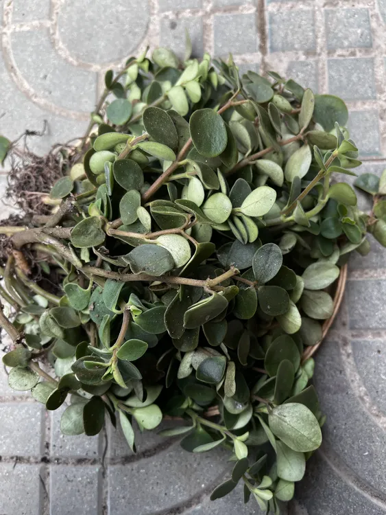 广西新鲜石蝉草,胡椒草、石蚕草,火伤叶,