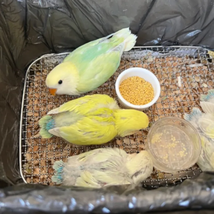 手养牡丹鹦鹉幼鸟活体聪明亲人适合当宠物鸟