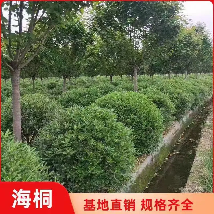 海桐球苗耐寒四季常青绿篱植物庭院行道风景树绿化工程苗
