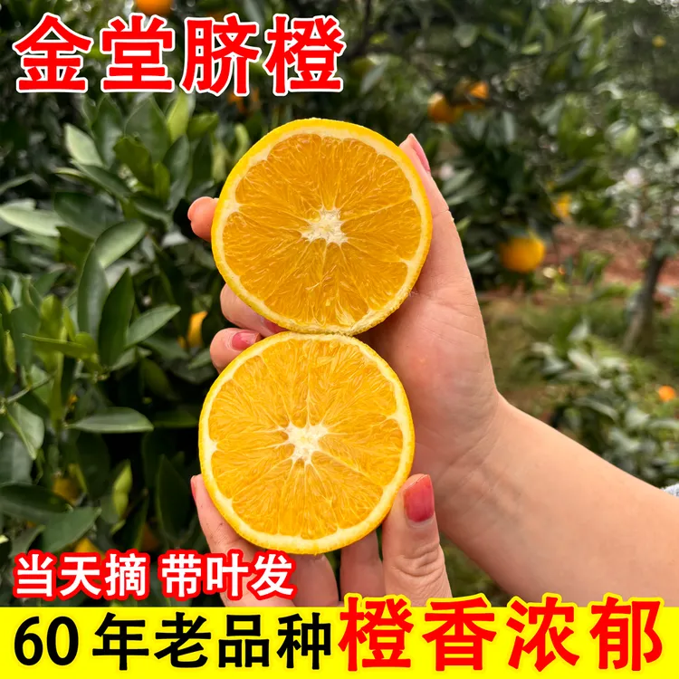 四川金堂脐橙现摘产地直发橙子大果新鲜孕妇水果手剥橙