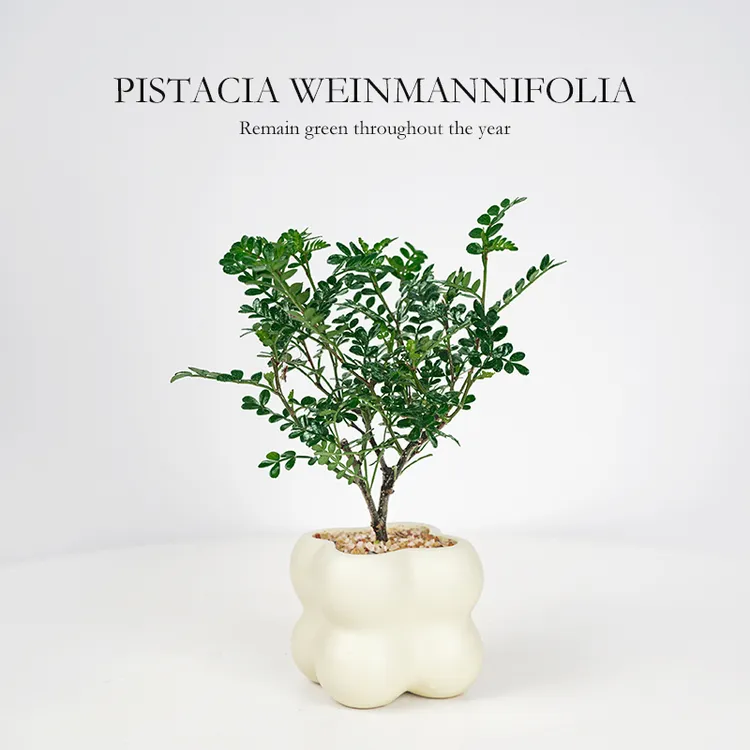 【创享绿洲】清香胡椒木盆栽花卉绿植办公室内盆景甜品饮料清香木