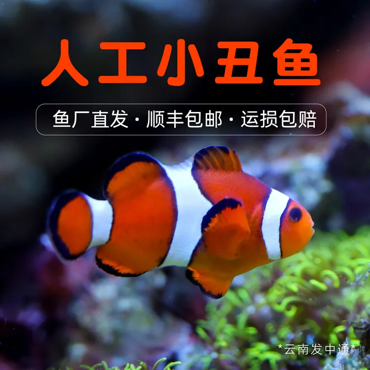 小丑鱼海水观赏鱼活体人工公子尼莫耐活好养明星宠物