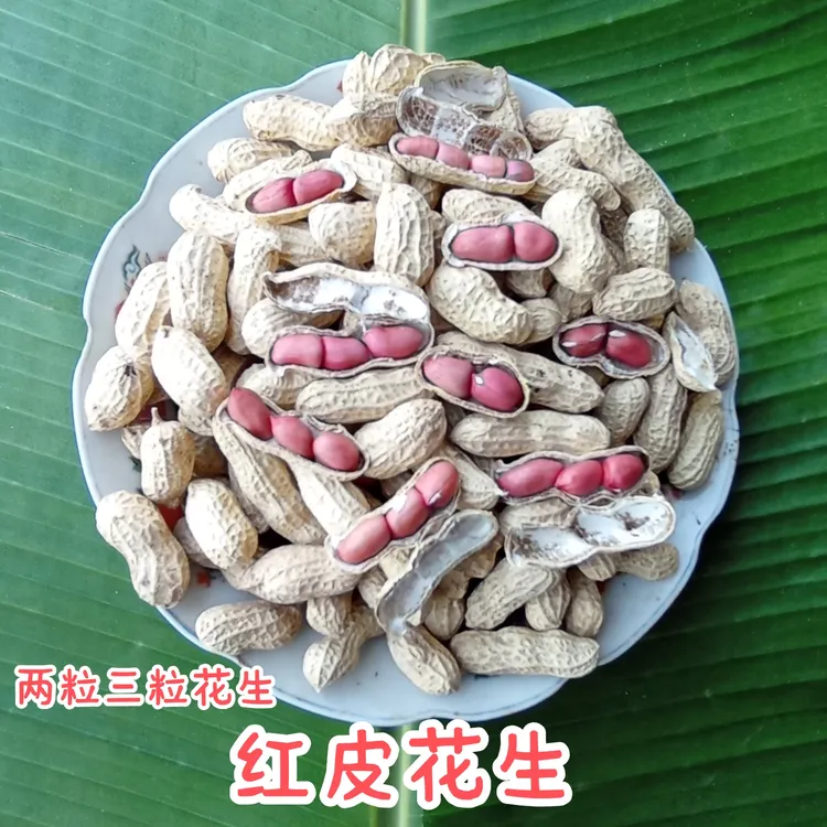 农家自种干货带壳红衣花生带壳晒干红衣两粒三粒红衣花生种子