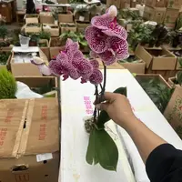 单剑奇妙空间蝴蝶兰室内种植观赏盆栽