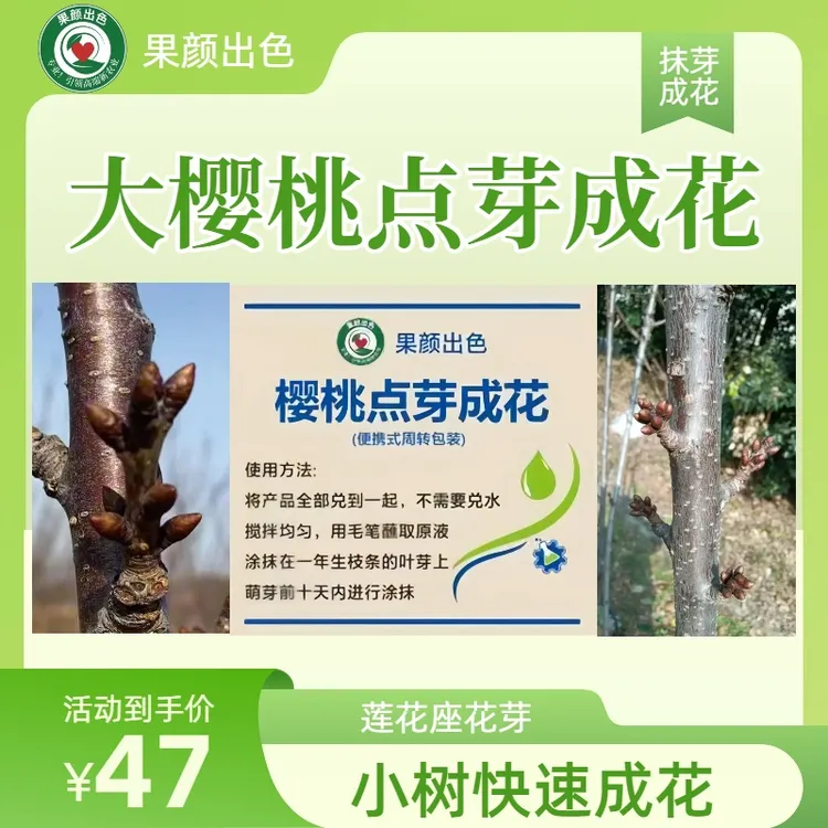 李群 樱桃点芽成花 大樱桃丰产及小树快速成花
