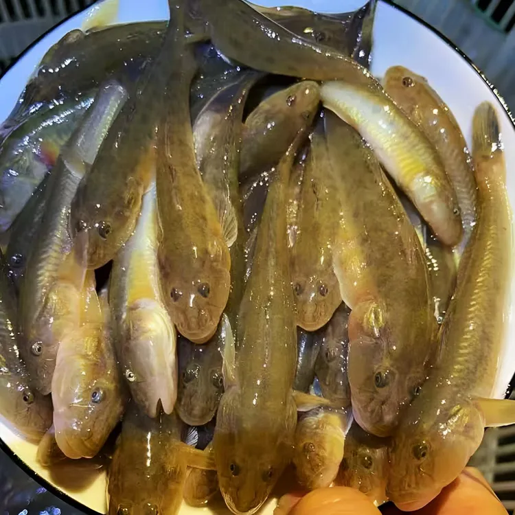 新鲜沙光鱼（去内脏10-13条/斤）鲜活速冻顺丰冷链连云港发货5斤