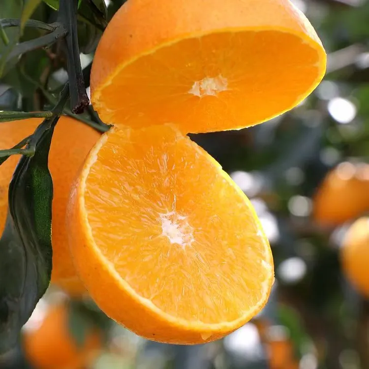 四川核心产区爱媛38号果冻橙新鲜采摘香甜多汁
