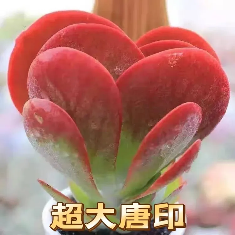 美观好养的唐印多肉植物办公室桌面阳台绿植盆景