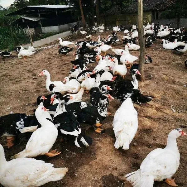 ①【宠物鸭】花边鸭宠物鸭活体发货