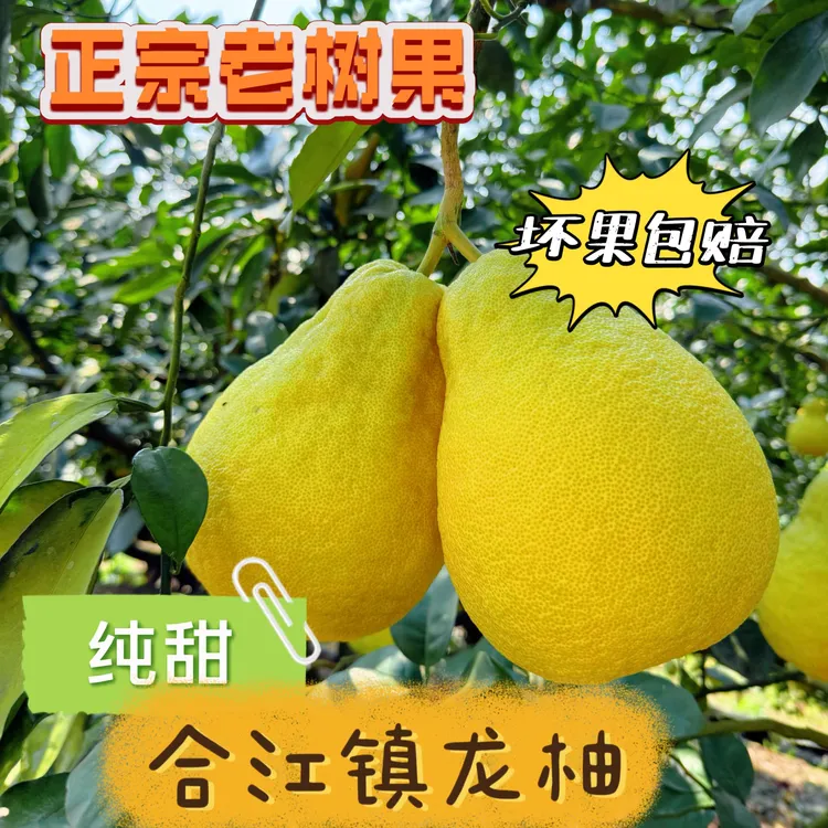 【泸邮优选】合江20年老树真龙柚清甜多汁孕妇适宜脆甜细腻