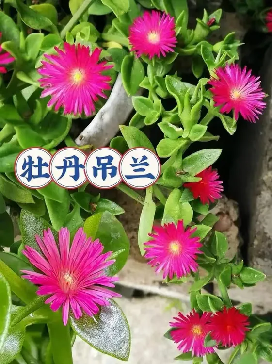 牡丹吊兰盆栽垂吊植物室内阳台四季开花净化空气吸甲