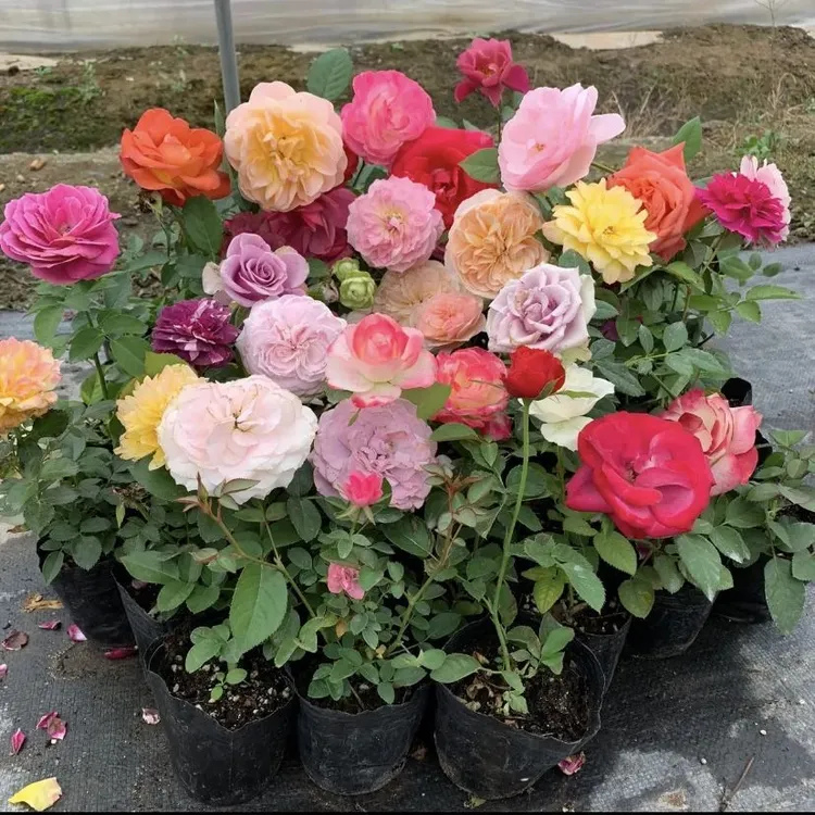 灌木精选欧月果汁阳台盆栽玫瑰花月季花苗四季开花浓香花卉带花苞