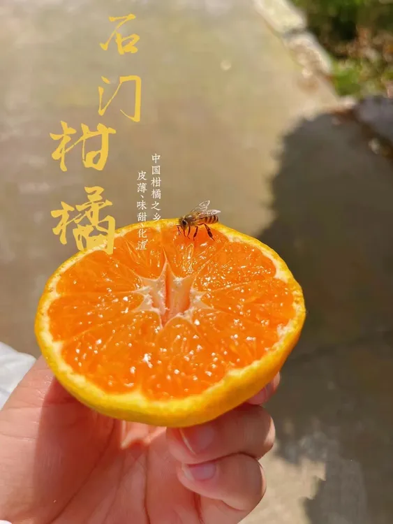 【橘哈哈】石门柑橘~中华名果 天然维生素C 化渣 纯天然 5斤9斤装