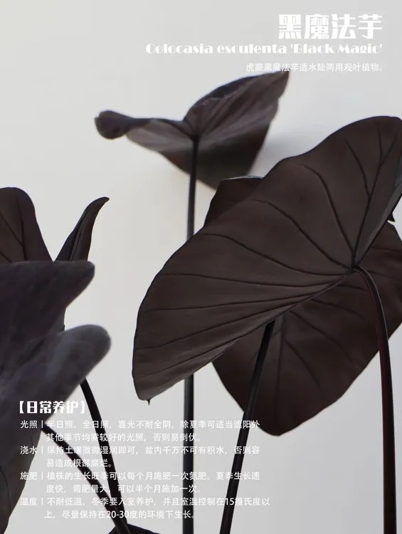 美好花园室内室水陆两生阳台花园稀有品种黑魔法芋
