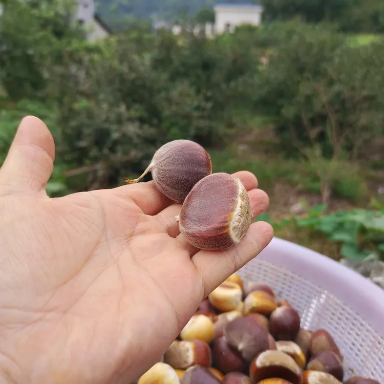 新鲜现摘高山板栗甘甜清脆生栗子饱满大果