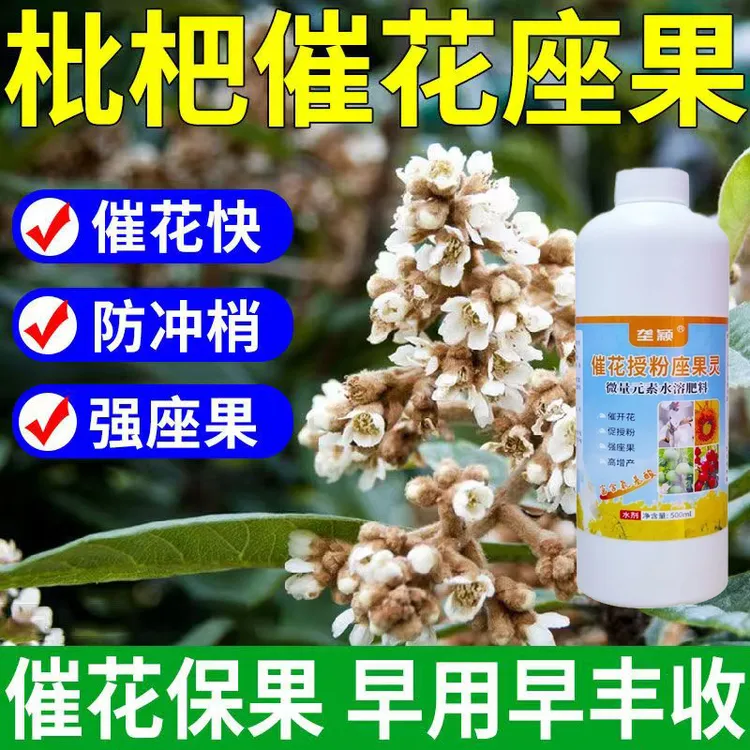枇杷催花授粉座果液防落素保花保果抗病增产强座果肥料保花催花素