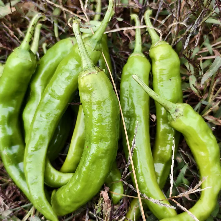 贵州本地秋辣椒新鲜青椒薄皮辣椒农家自种现采现发香辣脆嫩青辣椒