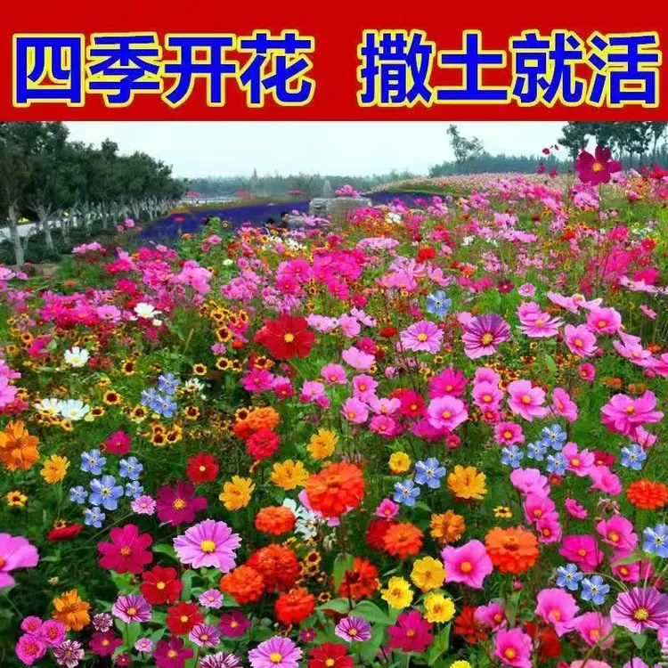 多年生野花组合耐寒花种子波斯菊百日草太阳花四季开花庭院易种活