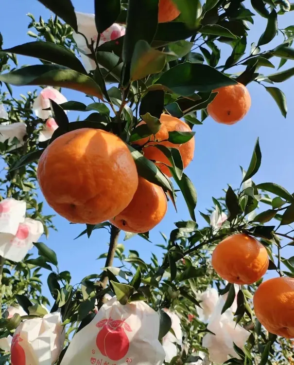 正宗四川春见耙耙柑果园直发新鲜当季水果