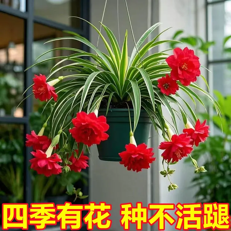 金娃娃吊兰大花重瓣浓香型花卉绿植四季可种植盆栽室外耐寒热易活