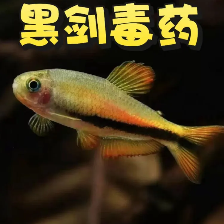 超萌新宠！黑剑DY，皮实好养！小型热带观赏鱼！