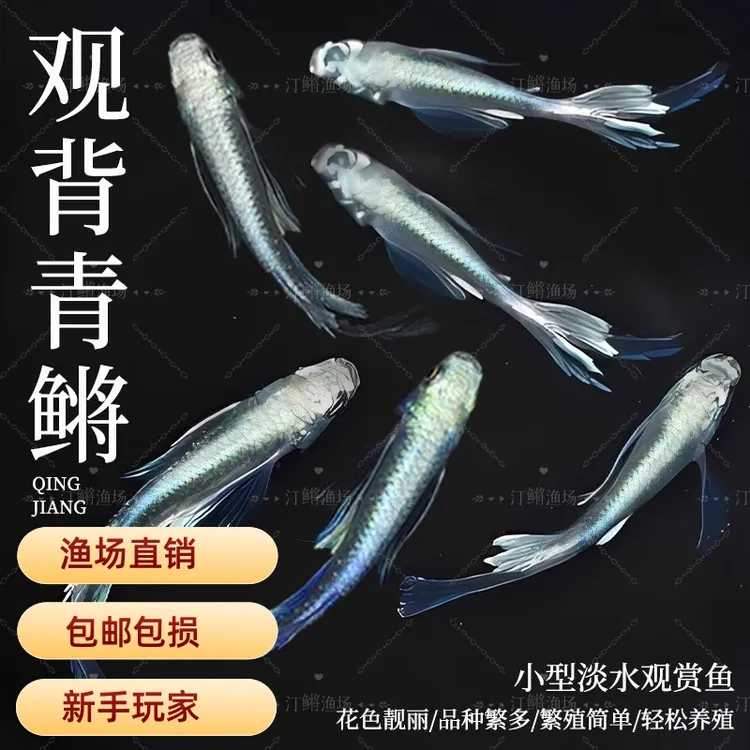 【渔场直销】观背青鳉观赏鱼冷水小型不打氧加温好养活适合新手鱼友