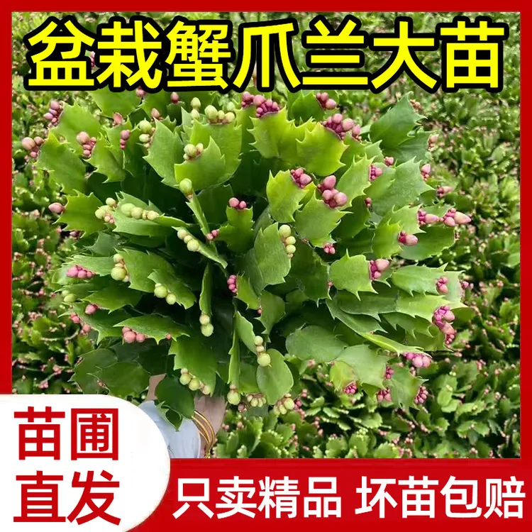 灵枫莱【多花包】多色蟹爪兰盆栽带花苞室内阳台四季开花好养活植物商品图