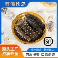 蓝海珍岛即鲜海参 肉质肥美口感劲道500G*2一头12-13cm  
