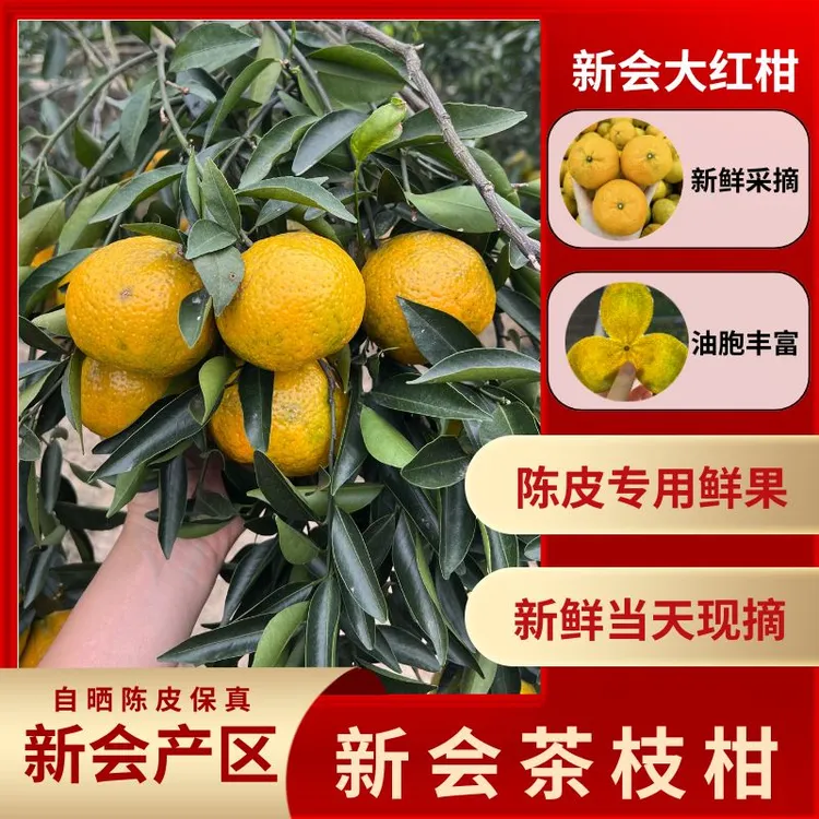 【晒新会陈皮】新会茶枝柑大红柑新会柑鲜果自晒新会特产陈皮柑