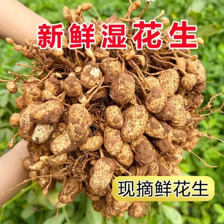 2025新鲜沙地新鲜现挖带壳带泥湿花生可水煮生吃农家自种