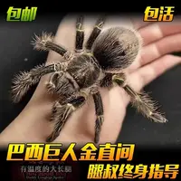 腿叔~新手入门巴西巨人金直间蜘蛛大型地栖好养温顺宠物蜘蛛爬宠