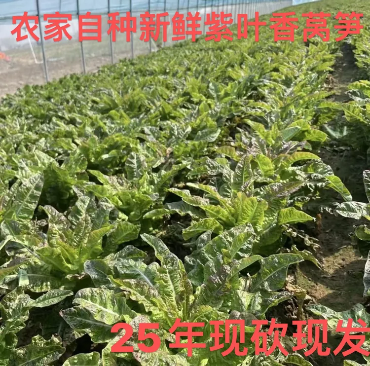 25年河南农家自种新鲜紫叶香莴笋3斤5斤装【坏了包赔】