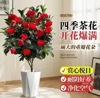 四季红茶花带花苞送花盆四季红茶花茶花盆栽好养耐寒