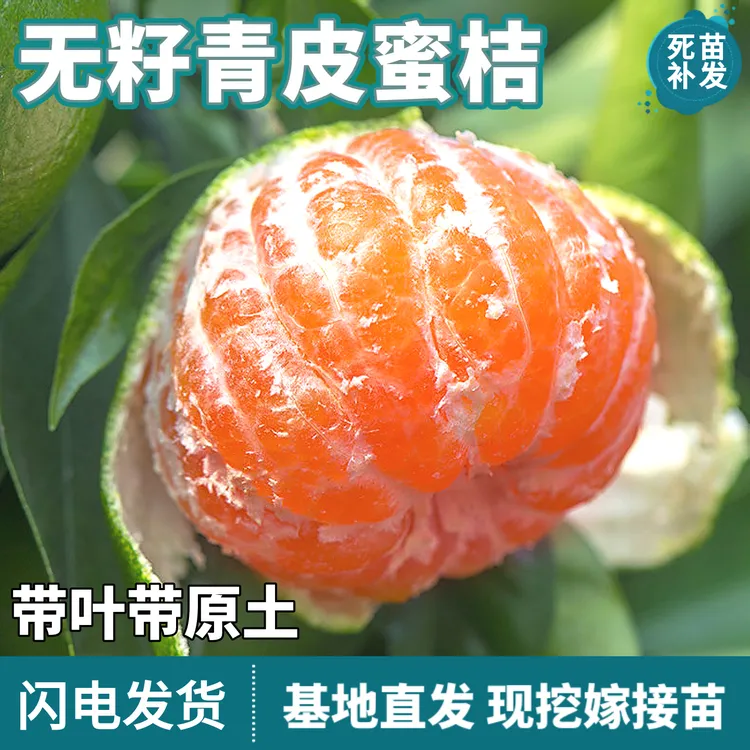 无籽青皮蜜桔树苗南北方地栽盆栽嫁接早熟无核柑橘桔子苗当年结果商品图