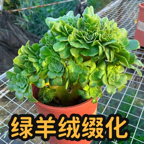 缀化 绿羊绒缀化法师老桩多肉植物冠服20厘米花卉好养盆栽